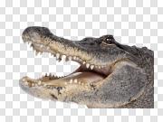 Crocodile Face Teeth Transparent PNG 鳄鱼牙 PNG图片