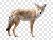 Coyote Jackal Animal PNG 郊狼豺 PNG图片