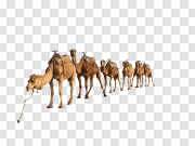 Camel Group PNG 骆驼集团PNG PNG图片