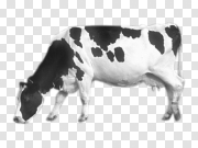 White Black Dairy Cow Transparent PNG 黑白奶牛 PNG图片