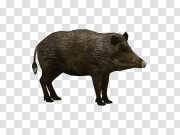 Dark Brown Boar Transparent PNG 深棕色公猪 PNG图片