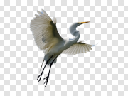 Heron Bird Transparent Background 苍鹭鸟透明背景 PNG图片