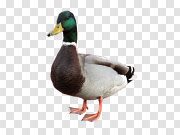 Cute Mallard Little Duck Transparent PNG 可爱的野鸭小鸭子 PNG图片