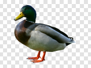 Duck Transparent PNG 鸭透明PNG PNG图片