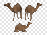 Camel Animal Sitting PNG 骆驼坐骑 PNG图片