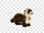 Ferret Transparent Images 雪貂透明图像 PNG图片