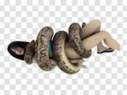 Giant Anaconda Transparent PNG 巨型水蟒 PNG图片