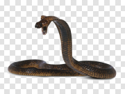 Scary Forest Cobra Transparent PNG 恐怖森林眼镜蛇 PNG图片