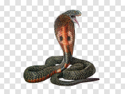 Scary Cobra Transparent PNG 恐怖眼镜蛇透明PNG PNG图片