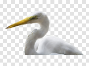 Heron Transparent Images 苍鹭透明图像 PNG图片