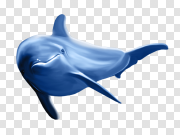 Blue Dolphin PNG 蓝海豚PNG PNG图片