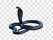 Dark Black Cobra Transparent PNG 黑眼镜蛇透明PNG PNG图片