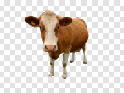 Cow Staring PNG 牛盯着PNG PNG图片