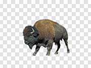 Real Bison Transparent PNG 真正的野牛 PNG图片