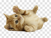  可爱的猫在玩透明的PNGPNG图片 Cute Cat Playing Transparent PNG 