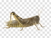 Grasshopper PNG Transparent Background 蚱蜢PNG透明背景 PNG图片