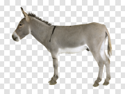 Donkey Transparent PNG 驴子透明PNG PNG图片