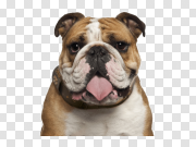 Bulldog PNG Images HD Bulldog PNG图像高清 PNG图片