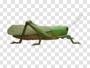 Green Grasshopper PNG Transparent Background 绿色蚱蜢PNG透明背景 PNG图片