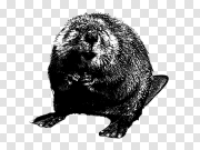 Beaver Black White PNG 海狸黑白PNG PNG图片