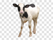 Cattle Cow PNG 黄牛PNG PNG图片