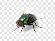 Green Fly PNG Clipart Background 绿色飞剪背景 PNG图片