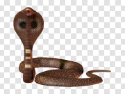 Scary Dark Brown Cobra Transparent PNG 可怕的深棕色眼镜蛇透明PNG PNG图片