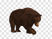 Dark Brown Bear Transparent PNG 深棕熊透明PNG PNG图片