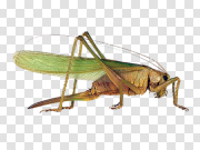 Grasshopper PNG HD Quality 蚱蜢PNG HD质量 PNG图片