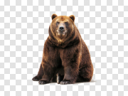 Sitting Bear Transparent PNG 坐熊透明PNG PNG图片