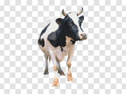 White Cow Transparent PNG 白牛透明PNG PNG图片