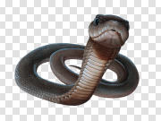 Forest Cobra Snake Transparent PNG 森林眼镜蛇透明PNG PNG图片