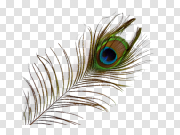 Real Feather Background PNG Image 真实羽毛背景PNG图像 PNG图片