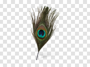 Peacock Feather PNG Clipart Background 孔雀羽毛剪贴画背景 PNG图片