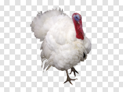 White Turkey Bird Background PNG Image 白色火鸡鸟背景PNG图片 PNG图片