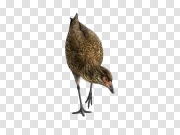 Turkey Bird Transparent File 火鸡鸟透明文件 PNG图片