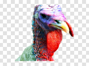 Turkey Bird PNG HD Quality 火鸡鸟PNG高清 PNG图片