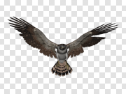 Falcon PNG HD Quality Falcon PNG高清画质 PNG图片