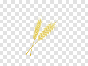 Wheat Barley Background PNG Image 小麦大麦背景PNG图像 PNG图片