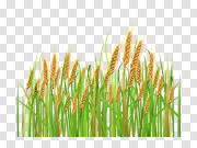 Organic Barley Transparent Background 有机大麦透明背景 PNG图片