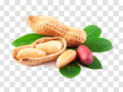 Peanut Nut family PNG 花生坚果家族 PNG图片