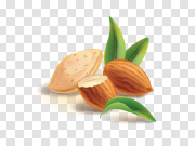 Single Almond Transparent PNG 单杏仁透明PNG PNG图片