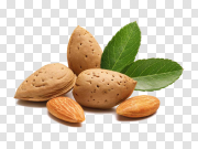 Almond Shell Single PNG 杏仁壳单瓣 PNG图片