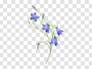 Bellflower Transparentes Gratuit PNG 贝尔弗劳尔透明小费PNG PNG图片