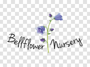 Bellflower Transparentes Fond PNG 桔梗透明 PNG图片