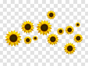 Yellow Sunflower Transparent Background 黄色向日葵透明背景 PNG图片