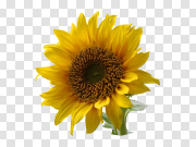 Single Sunflower Transparent Free PNG 单一向日葵透明免费PNG PNG图片