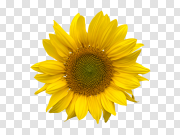 Single Sunflower PNG Images HD 单向日葵PNG高清图像 PNG图片