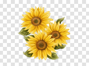 Yellow Sunflower Transparent Images 黄色向日葵透明图像 PNG图片