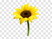 Yellow Sunflower Transparent Free PNG 黄色向日葵透明免费PNG PNG图片
